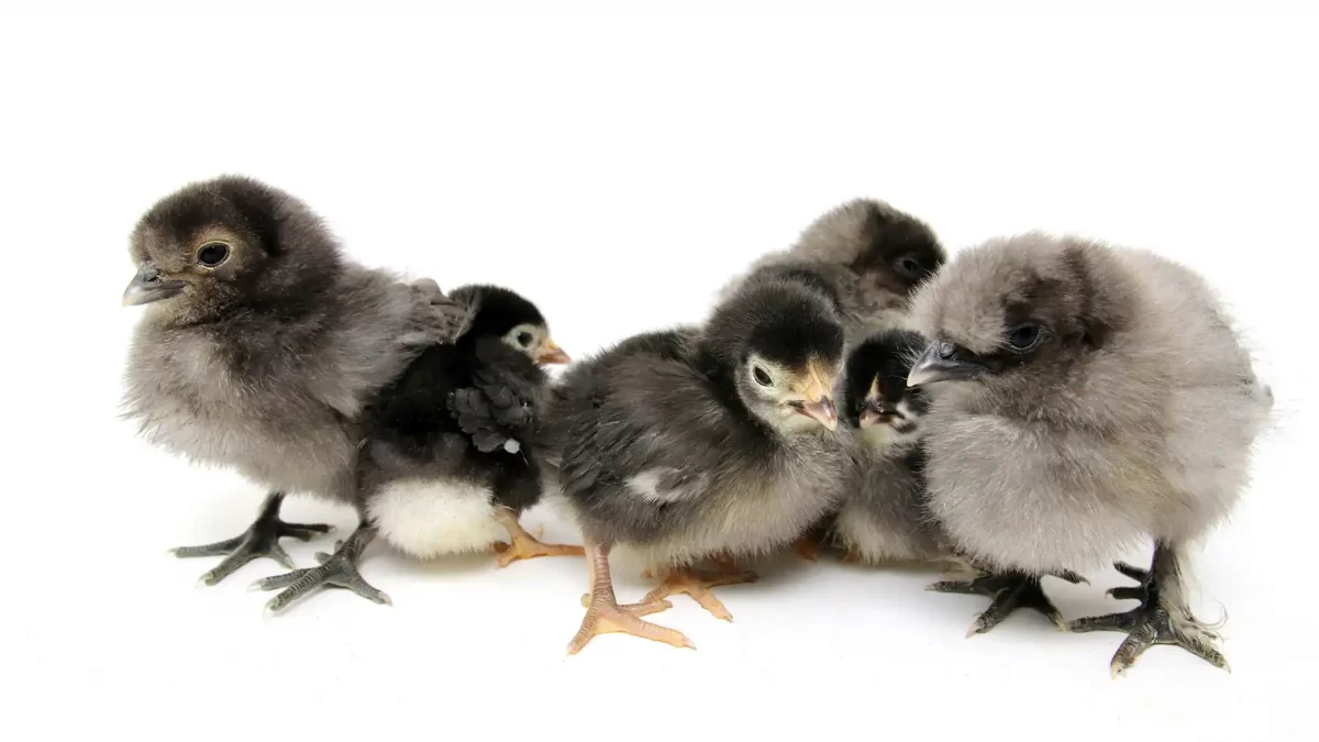 Ciri-ciri DOC Ayam Berkualitas