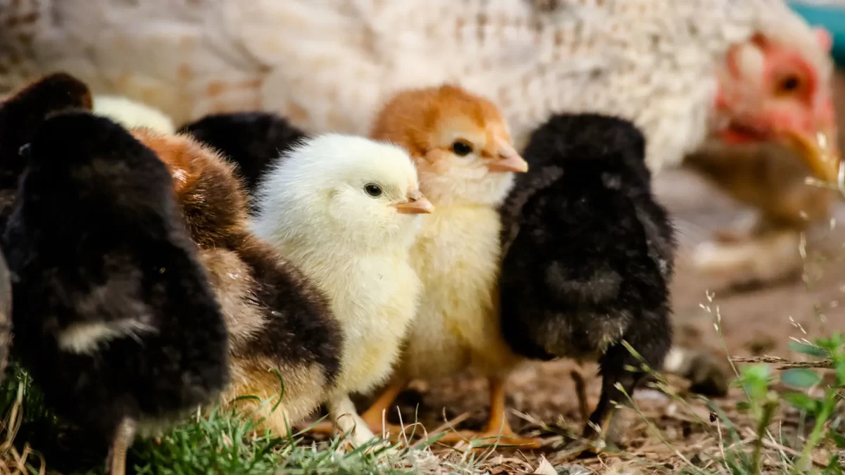 Meberi Pakan dan Minum Bibit Ayam