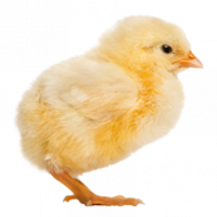 Broiler-FS