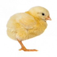 Broiler-GPS