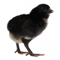 DOC-KP-Petelur-Pullet