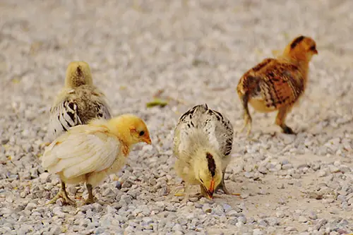 DOC ayam broiler atau petelur