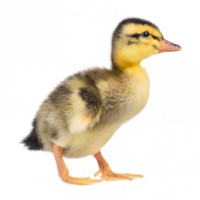 DOD-Bebek-Petelur-Komersil-Gunsi-888-Master