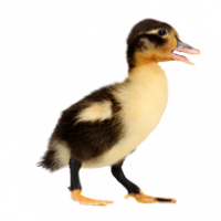 DOD-Bebek-Petelur-Parent-Stock