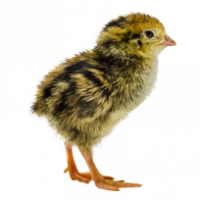 DOQ-Puyuh-Pullet