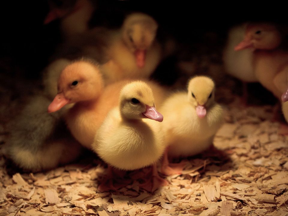 10 Tips dan Cara Menetaskan Telur Bebek