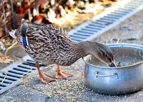 Jenis Pakan Terbaik Untuk Bebek Petelur Ppg