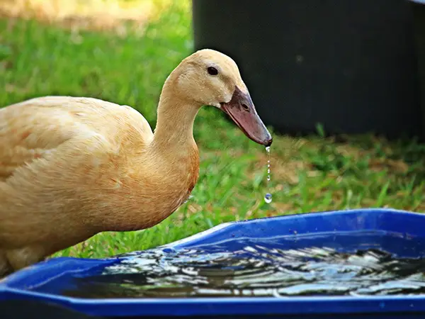 Bebek sedang minum air di peternakan