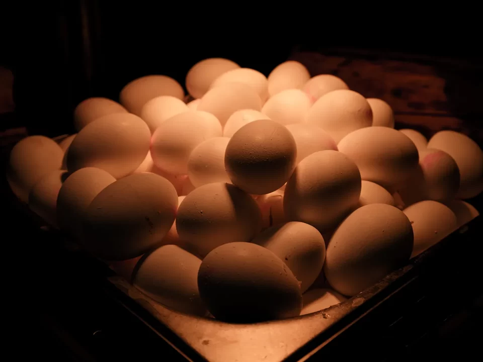 Membedakan telur fertil dan infertil