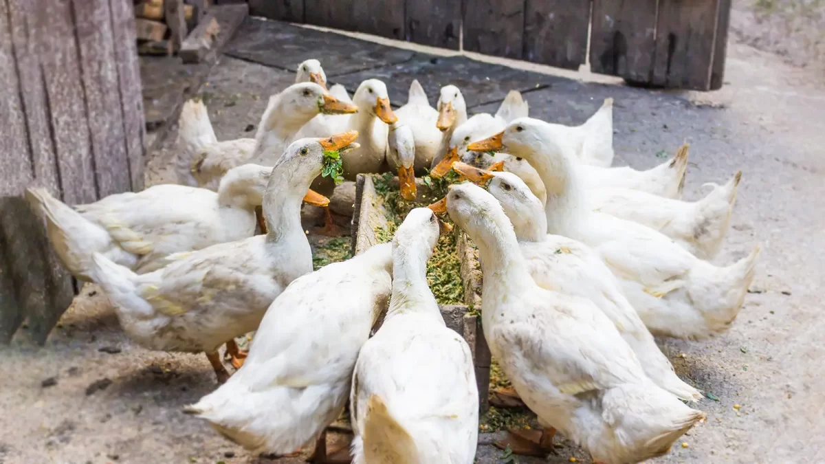 Jenis-Pakan-Terbaik-untuk-Bebek-Petelur