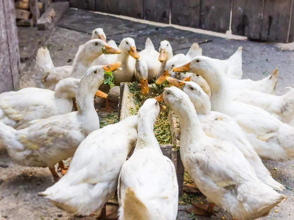 Jenis-Pakan-Terbaik-untuk-Bebek-Petelur