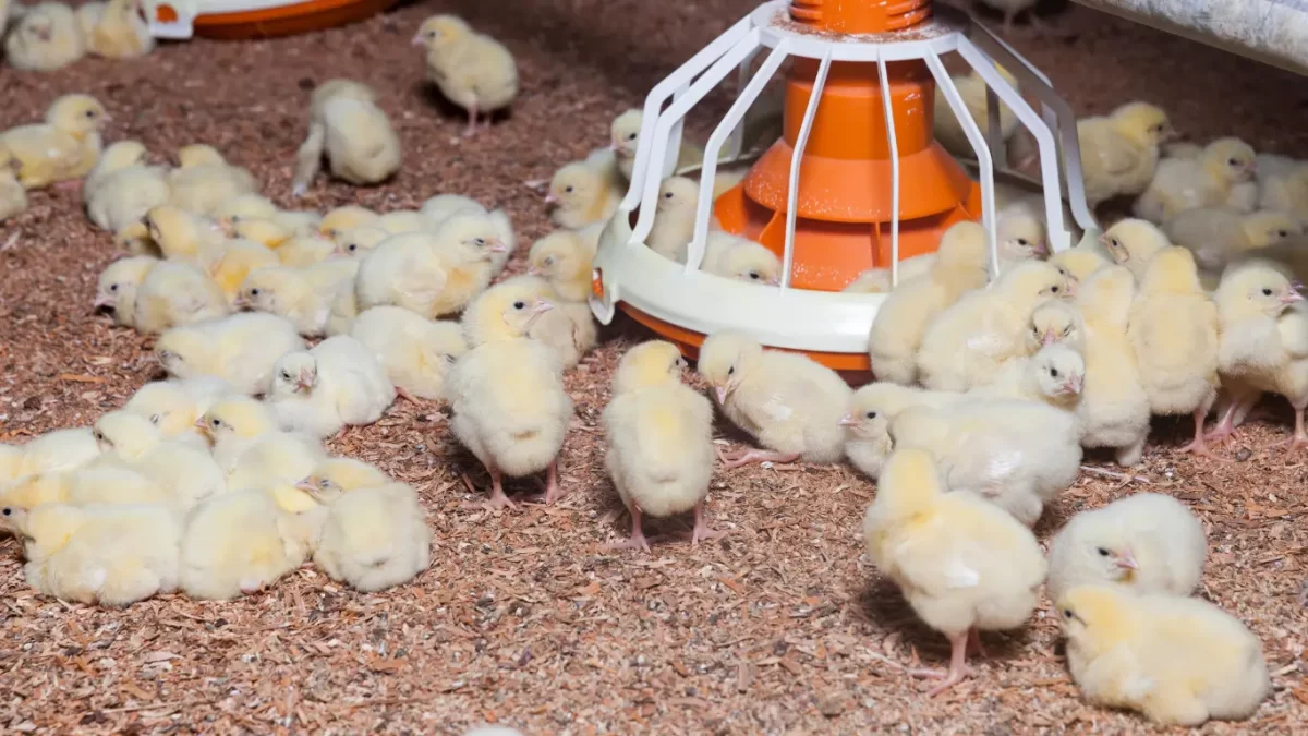 bibit ayam broiler berkualitas tinggi