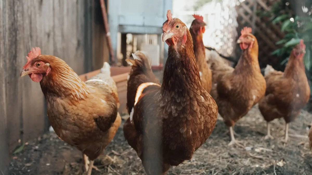 Kapan Pullet Ayam Petelur Akan Bertelur?
