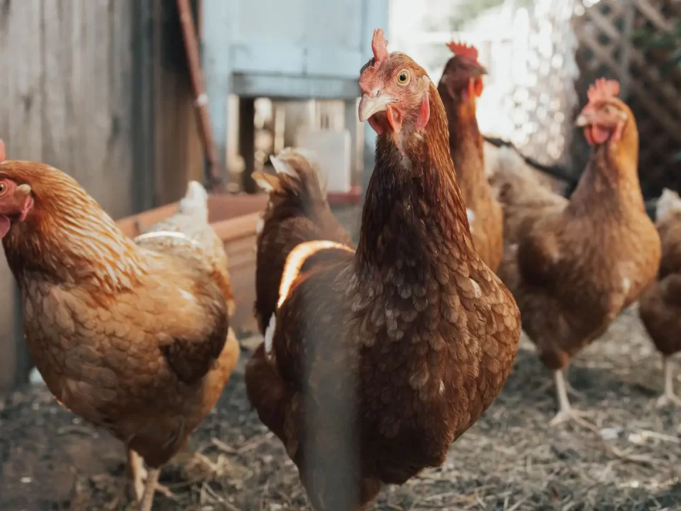 Kapan Pullet Ayam Petelur Akan Bertelur?
