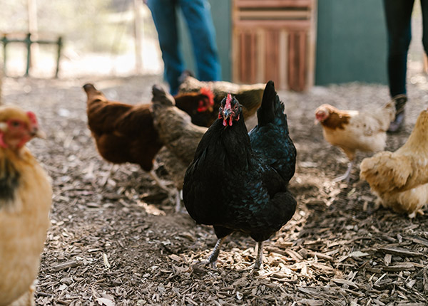 Perlengkapan Ternak Ayam yang Harus Disiapkan