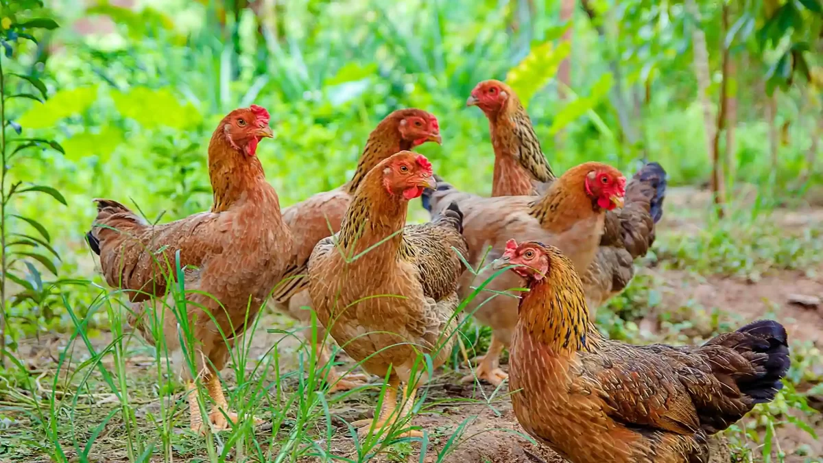 Cara Ternak Ayam Kampung agar Cepat Panen