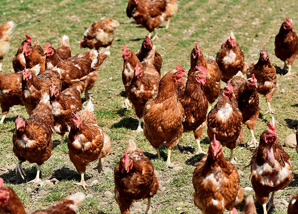 Mau Memulai Bisnis Ternak Ayam? Ini Caranya