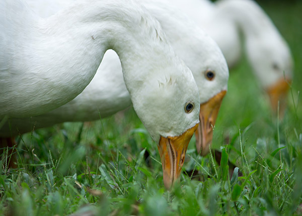 Cara menambah nafsu makan bebek