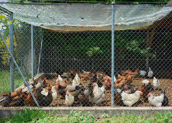 Awas! Ini 6 Bahaya Bau Kandang Ayam dan Tips Mencegahnya - PPG