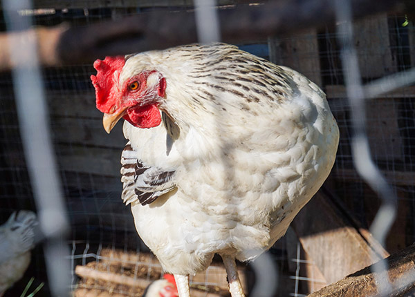Cara ampuh mengatasi ayam tidak mau bertelur