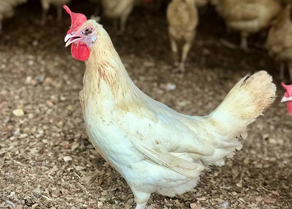 Inclusion Body Hepatitis pada Ayam
