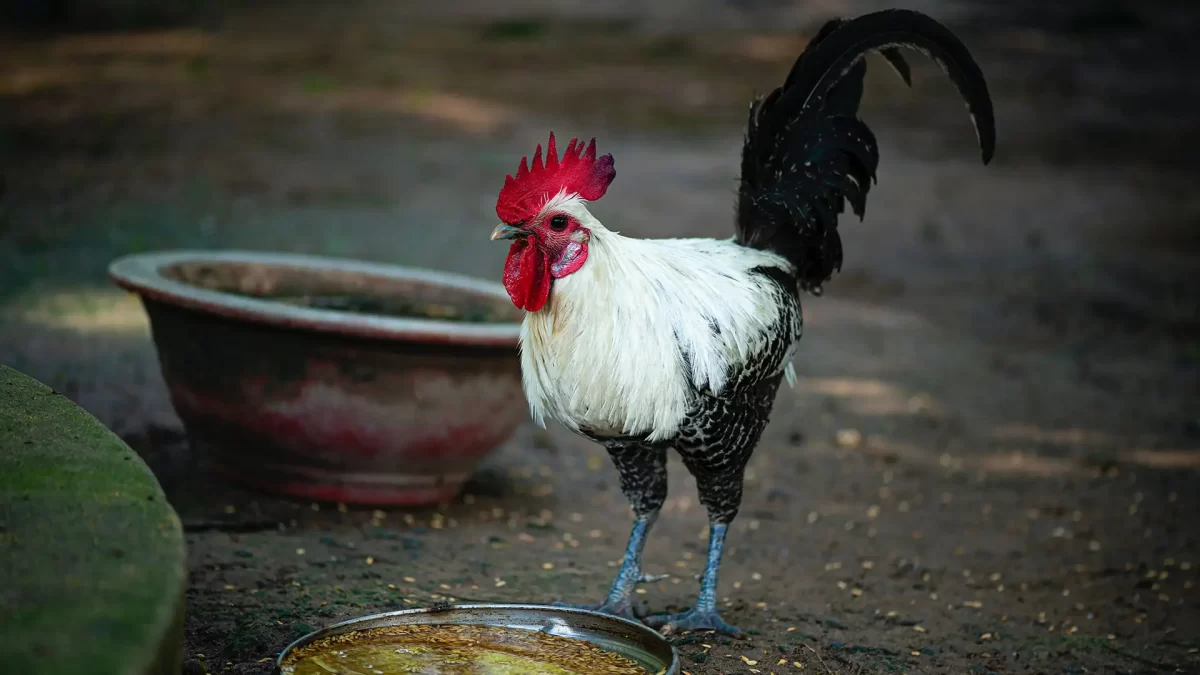 Tips Sukses Ternak Ayam Arab dari Skala Kecil