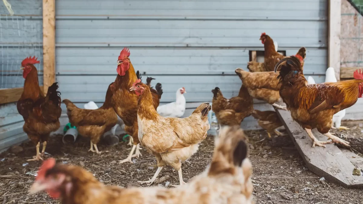 Ayam Mati Mendadak. Apa Penyebabny dan Bisakah Dicegah