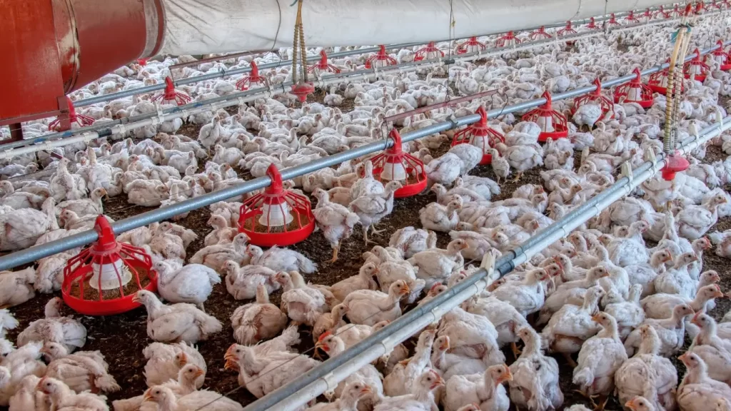 Koksidiosis Ayam
