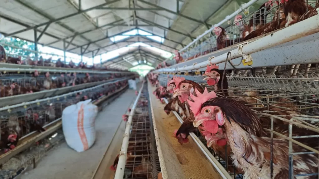 Koksidiosis Ayam