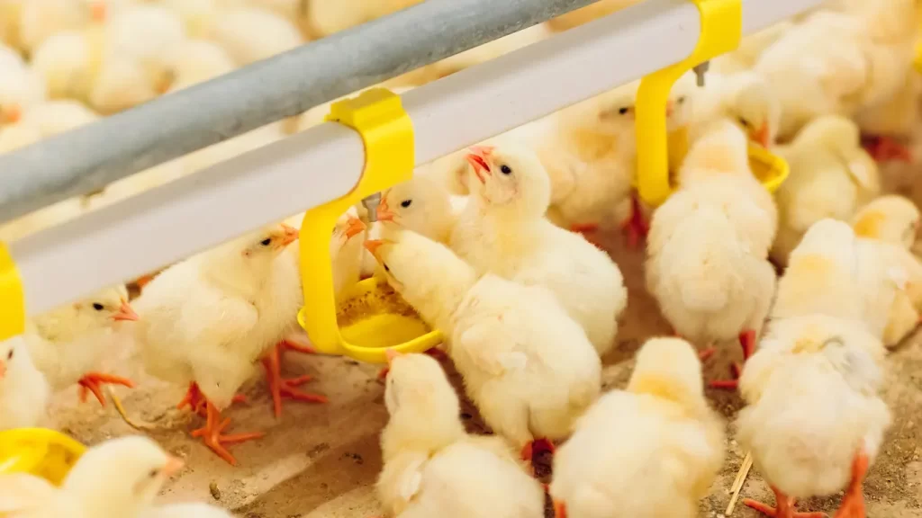 Koksidiosis Ayam