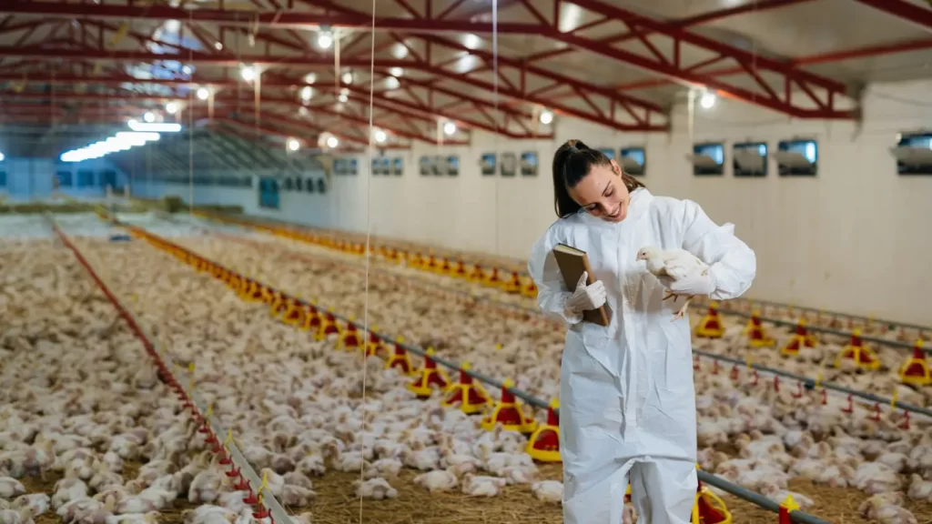 Koksidiosis Ayam