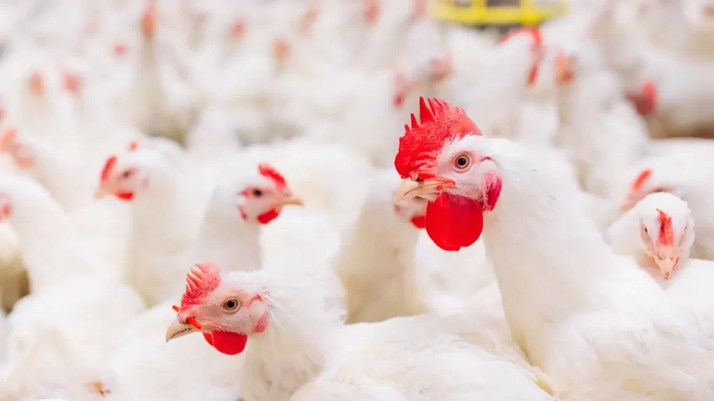 peternakan ayam