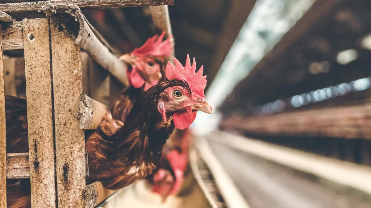 Flu burung pada ayam