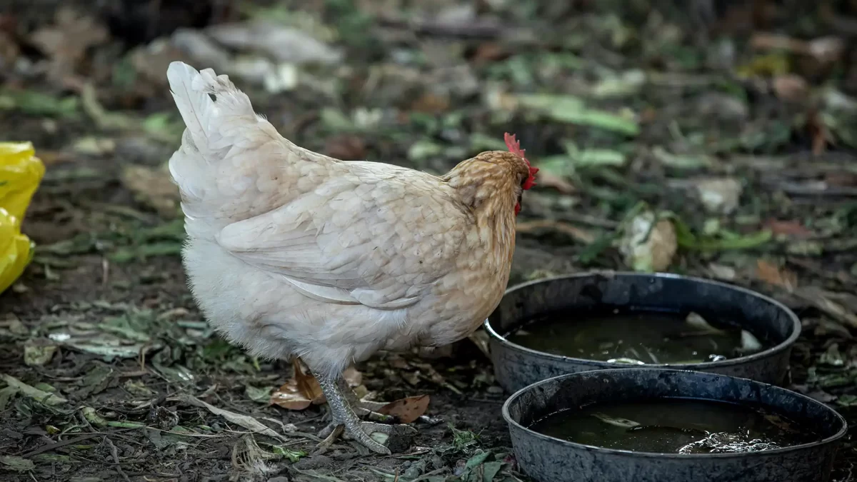 Mengenal Pullorum atau Berak Kapur pada Ayam