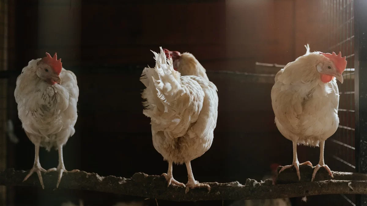 8 Jenis Ayam Pedaging Terbaik dan Favorit di Indonesia