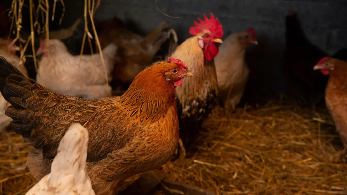 Bagaimana Cara Ternak Ayam Potong untuk Pemula?