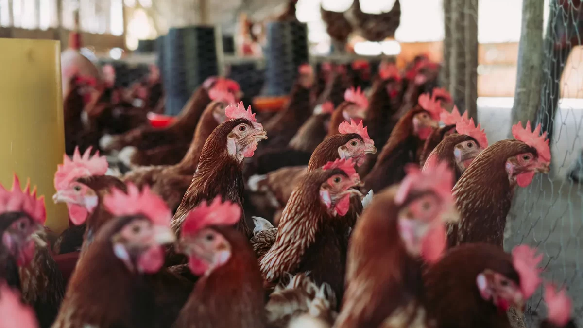 Cara Menghitung FCR, IP, dan Performa Ayam Petelur Lainnya