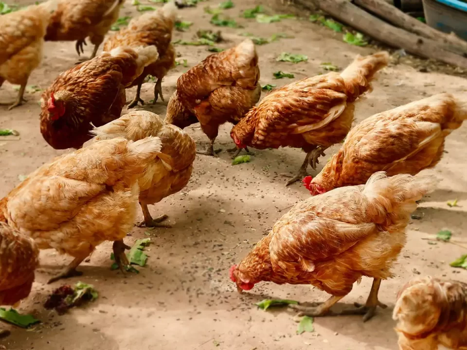 Inilah 10 Jenis Ayam Petelur Unggulan yang Membawa Untung!