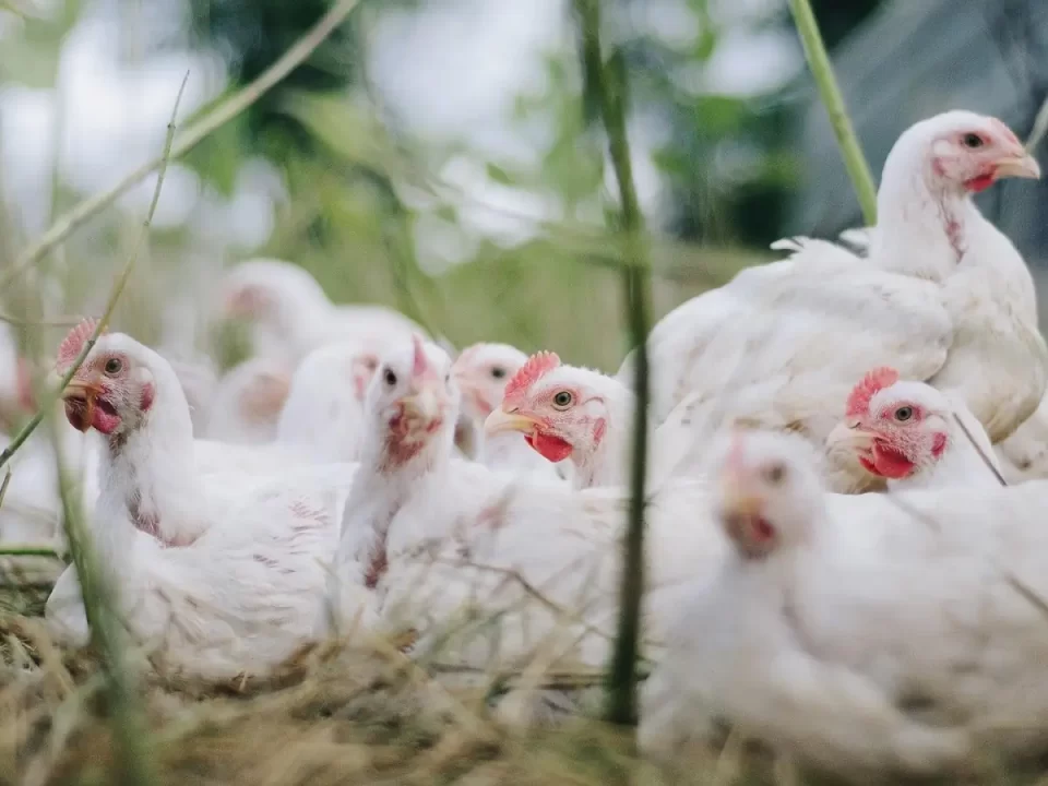 Penyakit ayam broiler