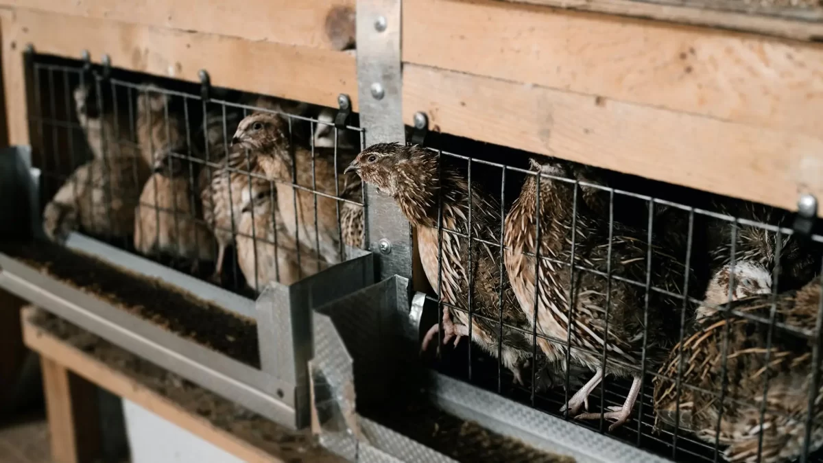 Tips Memberi Pakan Puyuh Petelur agar Banyak Bertelur