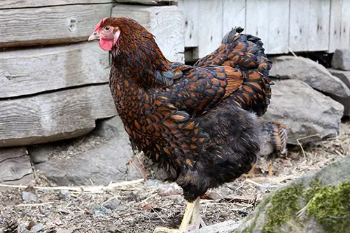 Jenis Ayam Petelur Wyandotte