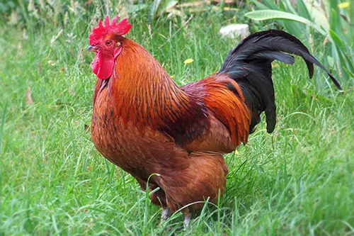 Ayam Rhode Island Red - Petelur