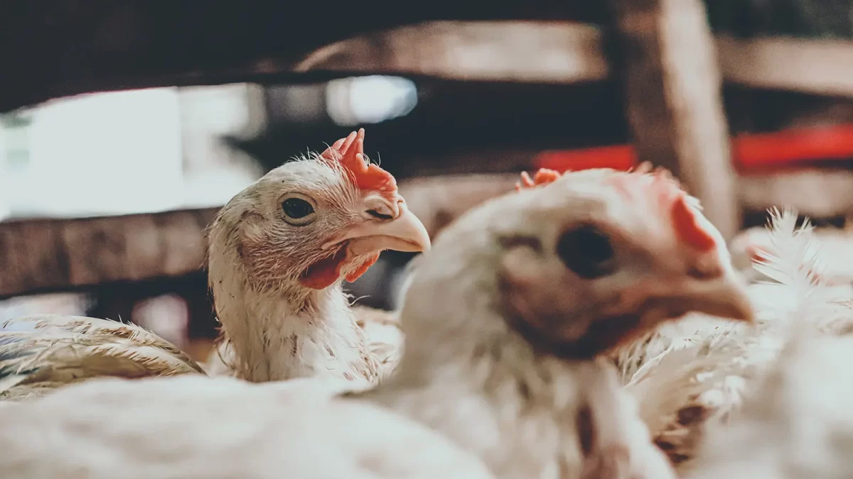 Apa Itu Inclusion Body Hepatitis (IBH) pada Ayam?
