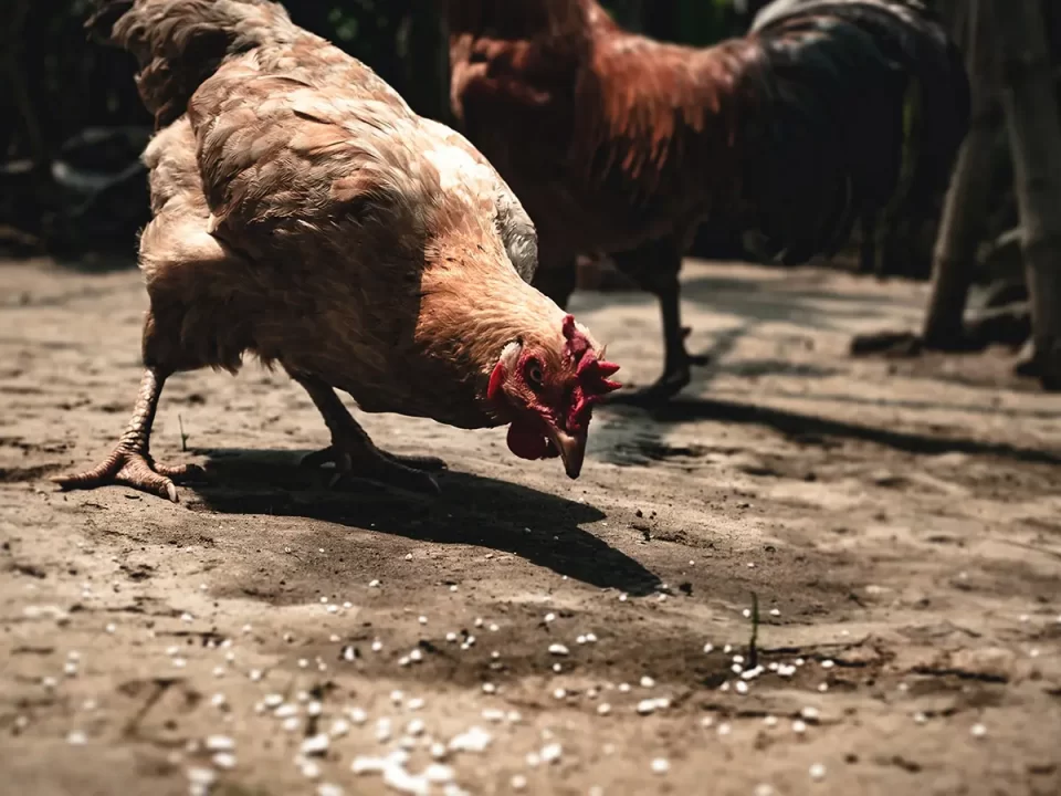 Aspergillosis pada Ayam: Penyebab, Gejala, Penanganan