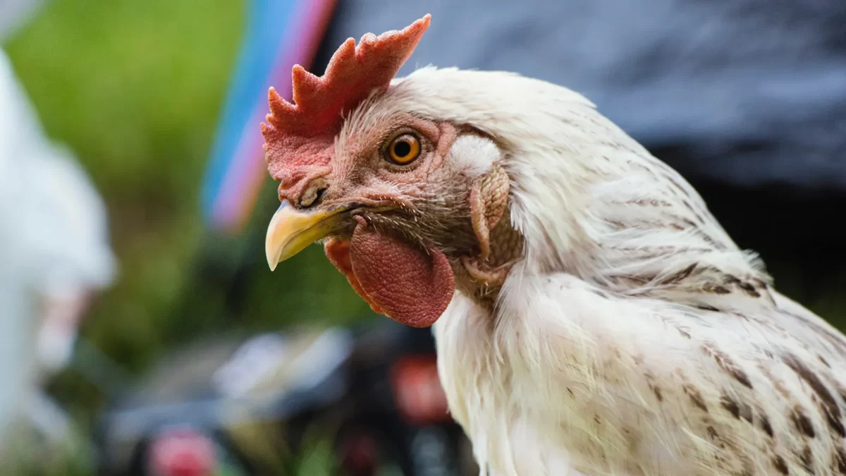 CRD pada Ayam, Penyakit Sistem Pernapasan Kronis pada Ayam