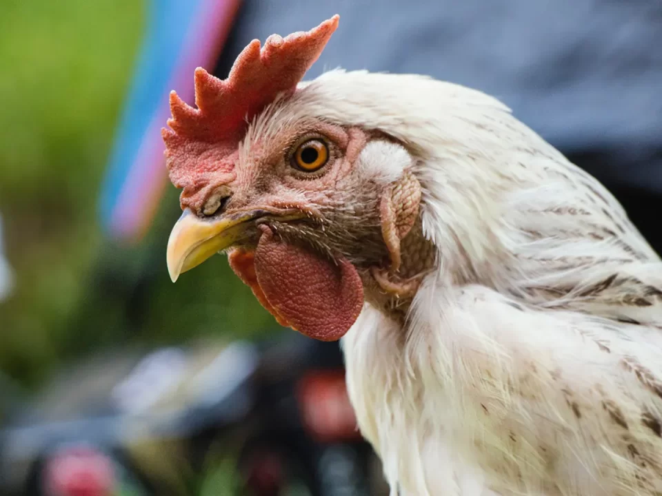 CRD pada Ayam, Penyakit Sistem Pernapasan Kronis pada Ayam