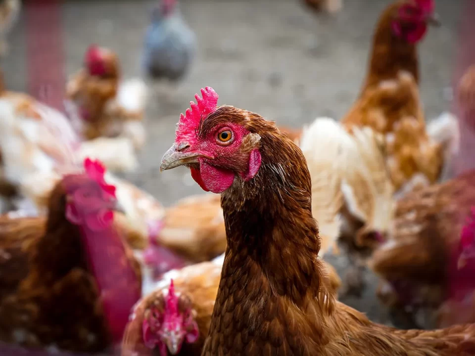 Candidiasis, Penyakit Jamur Ayam: Gejala dan Cara Mengatasi