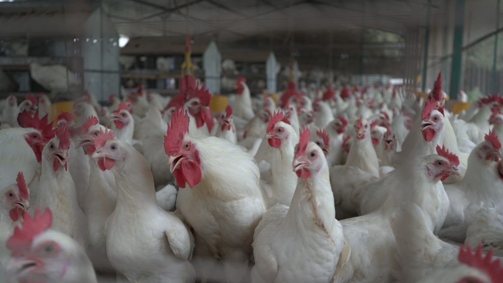 CHRONIC RESPIRATORY DISEASE