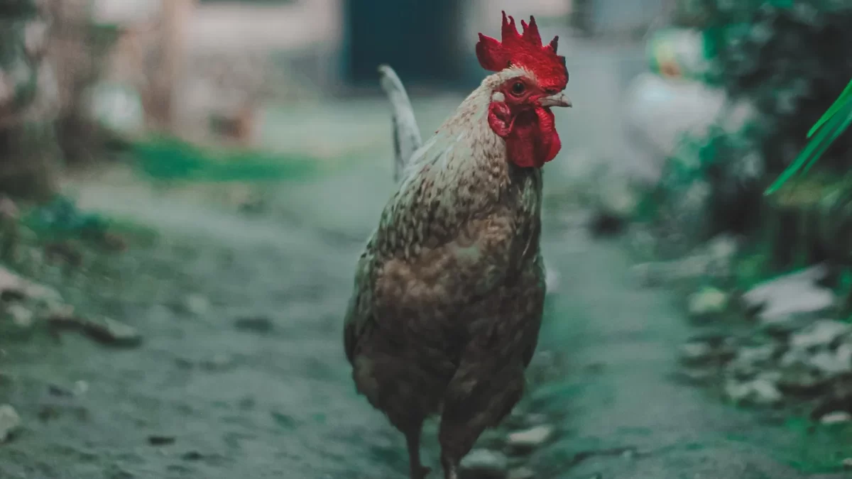 Mengenal Penyakit Pernapasan Chlamydiosis pada Ayam