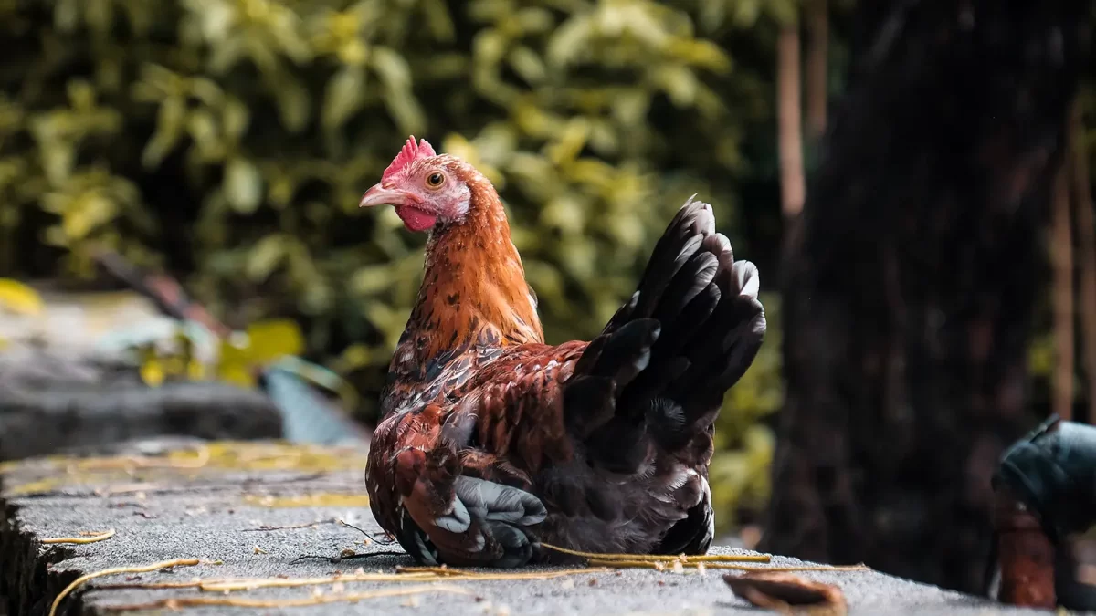 Viral Arthritis pada Ayam, Gejala hingga Pencegahan